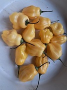 Nasiona papryka chili Capsicum Baccatum Bell Yellow