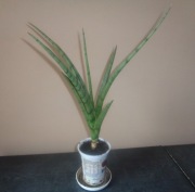 Sansevieria 'Silver Surfer'