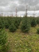 Choinka Choinki Hurt Detal Świerk Serbski Srebrny