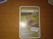 Najprzebieglejsze Lampart nr 78 Super Zwierzaki Biedronka