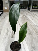 Aspidistra eliator
