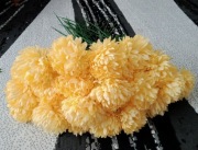 Chryzantema budyniowa 