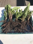 Żywokost lekarski - 5,00zł.