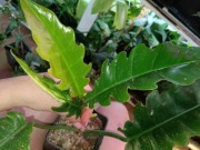 philodendron narrow/tiger tooth-cięty szczyt