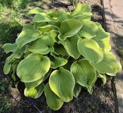 Hosta funki Guacemole