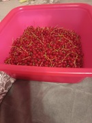 Porzeczka czerwona 123