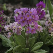 Pierwiosnek Primula amoena hybr.
