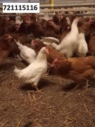 Kury Nioski Dowóz Gratis Detal/Hurt