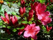 Azalia japońska 'Maruschka'