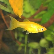 Rybki do akwarium - Molinezje złote Piękne!