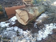 lipa oziomek 98 m średnicy 8 mb 