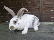 Młode króliki hodowlane