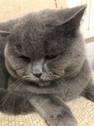 Reproduktor kot brytyjski, gr. krwi B, krycie