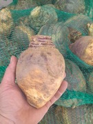 Brukiew jadalna 5kg karpiel zapomniane warzywo