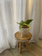 Hoya hoja polyneura broget