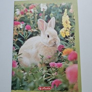 Zeszyt A4 / 32 kartki Herlitz w kolorowe linie