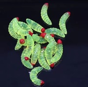 Larwy 5 sztuk , 2cm , kolor zielony 