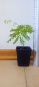 Delonix regia Płomień afryki