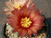 Astrophytum asterias cv. Orange - 10 nasion