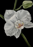 obraz storczyk kwiat 