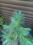 Sosny wejmutki o wysokości 90-140 cm