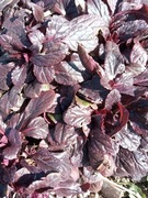 Dąbrówka rozłogowa sadzonka w doniczce p9