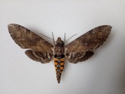 Manduca Sexta Jamaicensis M