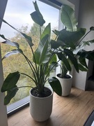 Donica duża betonowa osłonka beton architektoniczny 