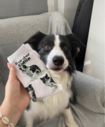 Skarpetki w pieski border collie