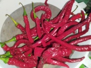 Thunder Mountain Longhorn nasiona kolekcjonerskie papryka ostra