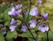 Haberlea rodopska / Haberlea rhodopensis