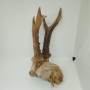 Zrzut zrzuty parostki koziołek para 