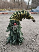 Skrzat z jodły nobilis 