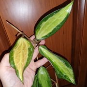 Hoja, Hoya ~ MACROPHYLLA POT OF GOLD ~ szczepka z pędem kwiatowym 