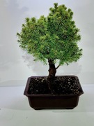 Bonsai Picea Abies, miniaturowy Świerk Unikat!!! LICYTACJA 