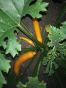 CUKINIA KONSERWOWA (KOSTKA) Z CURRY (370 g) - W NASZEJ SPIŻARNI (2025)