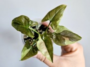 Syngonium kolekcjonerskie Tricolor Chocolate hydroponice 