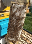 Odkłady pszczele rodzina pszczoły