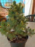 Świerk biały Sun On The Sky