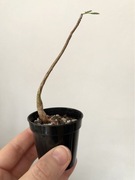 Bursera fagaroides caudex kaudeks