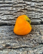 HEART OF ASHGABAT Pomidor Kolekcjonerski 