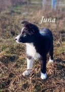 Suczka Border Collie gotowa do wydania (ZKwP)