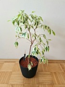 Ficus benjamina "Twilight" - wysokość 70cm, donica 21x18cm| podłoże Seramis
