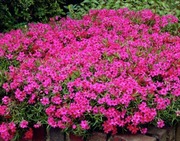 Floks szydlasty Atropurpurea bylina wieloletnia sadzonka 