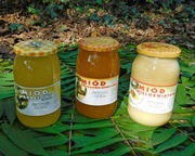 Zestaw miodów 3x akacja wielokwiat nektarowo-spadziowy odporność witaminy