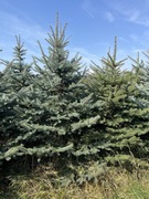 Choinki świerk srebrzysty 