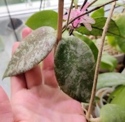 Hoya cauduta Silver