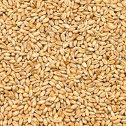 Pszenica 20kg zbiór 2025