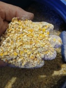 Kukurydza śruta kukurydziana dla drobiu, ryb 10 kg