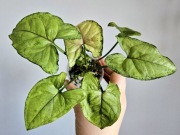 Syngonium Matcha Sprinkle hydroponika